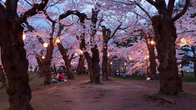 hakodate fort hokkaido japan cherry blossoms sakura festival