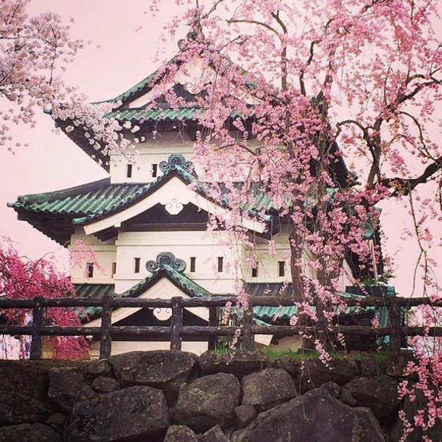 hirosaki castle aomori cherry blossoms sakura