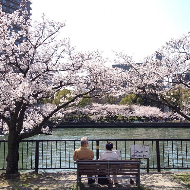 kema sakuranomiya okawa river romantic cherry blossoms