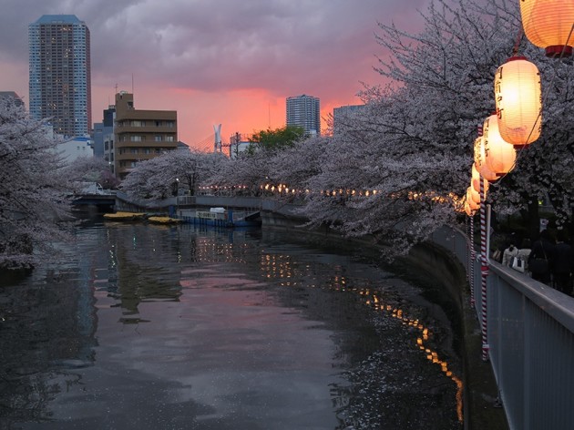 monzen nakacho twilight romantic river cherry blossoms tokyo