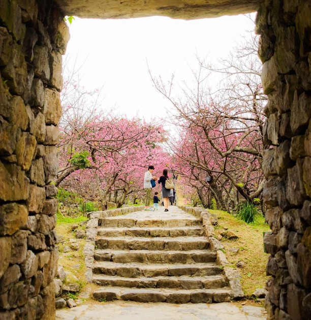 nakijin castle okinawa cherry blossoms