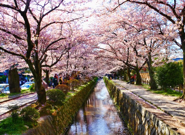 philosophers path sakura cherry blossom japan kyoto