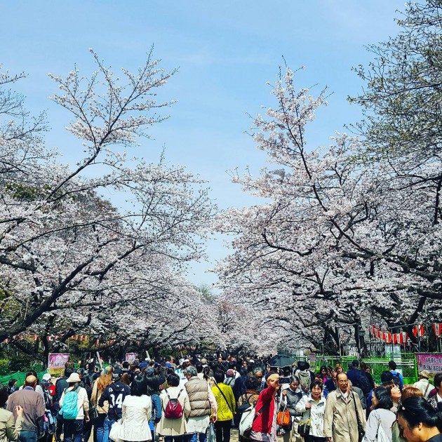 ueno park tokyo cherry blossom hanami sakura festival