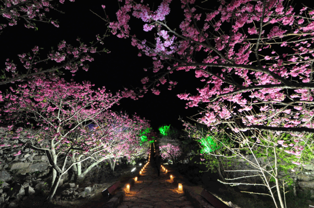 yaese park okinawa night cherry blossoms